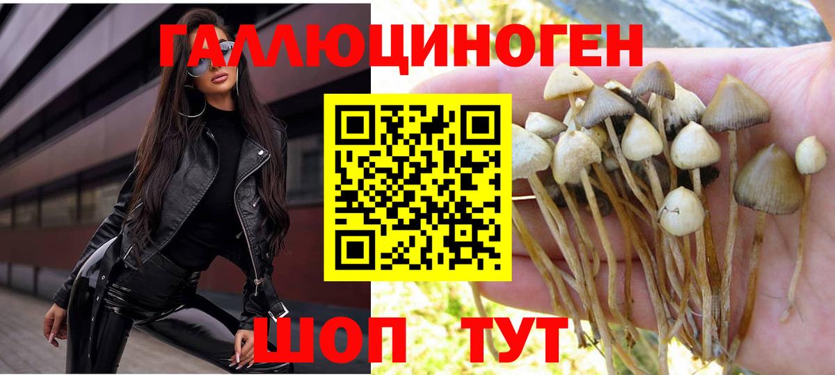 Псилоцибиновые грибы Psilocybe Сертолово